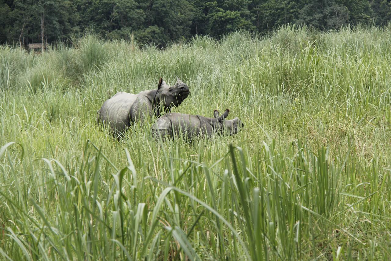 Rhino Land Jungle Lodge Sauraha Exterior foto