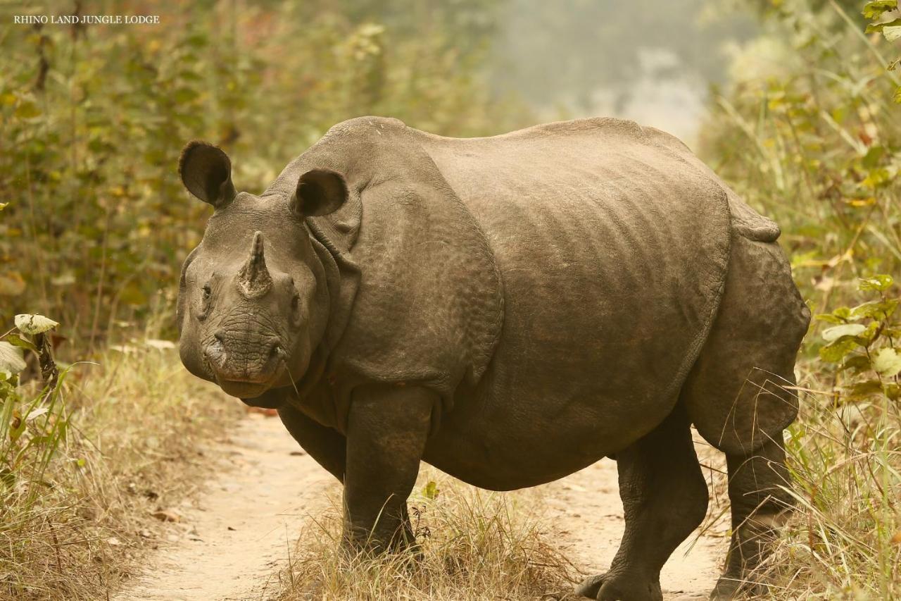 Rhino Land Jungle Lodge Sauraha Exterior foto